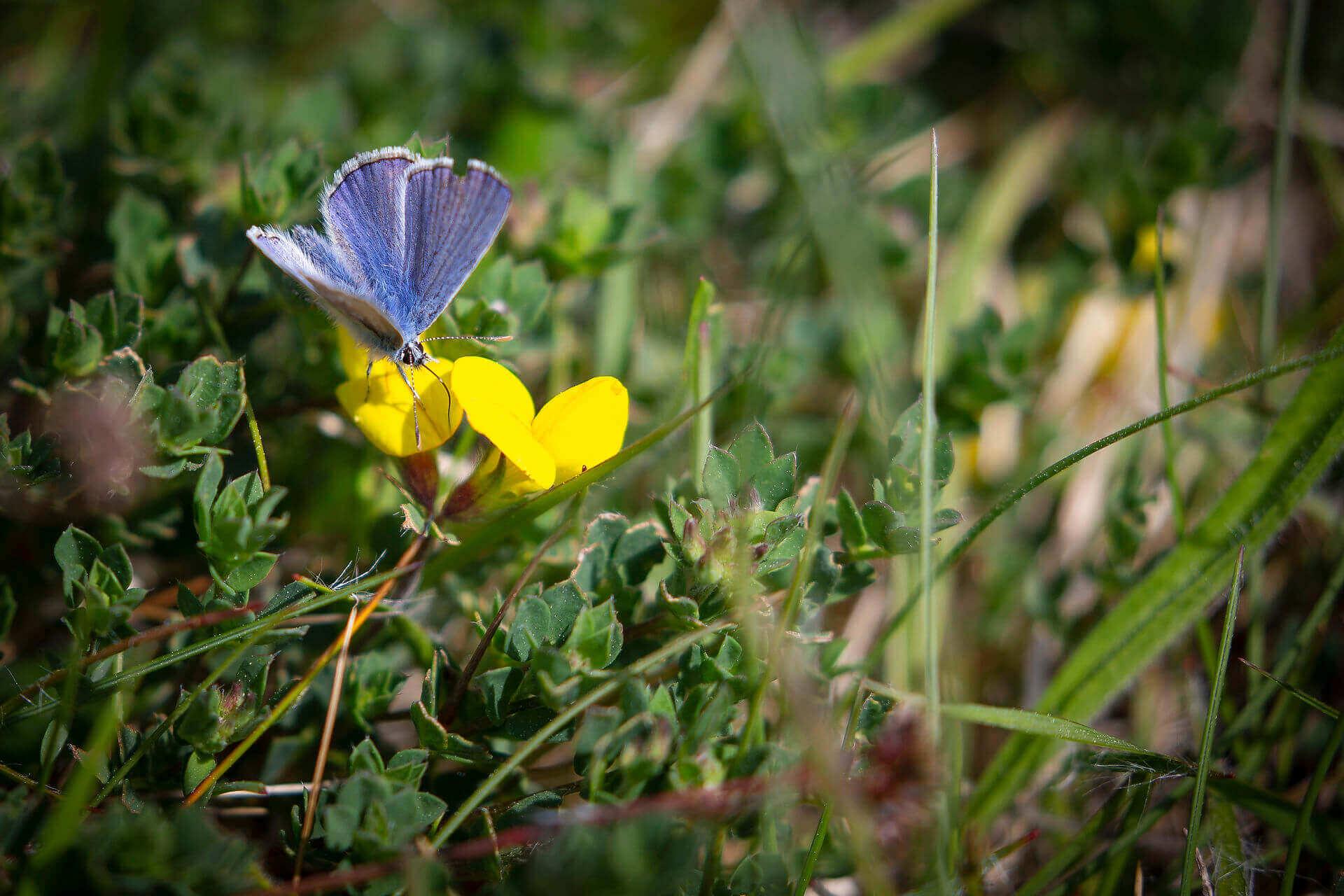 Vild natur behøver ikke ødelægge sommeren for allergikere, påpeger Anne Holm Hansen. Her har Almindelig Blåfugl fundet Almindelig Kællingetand, så sød biodiversitet kan opstå. 