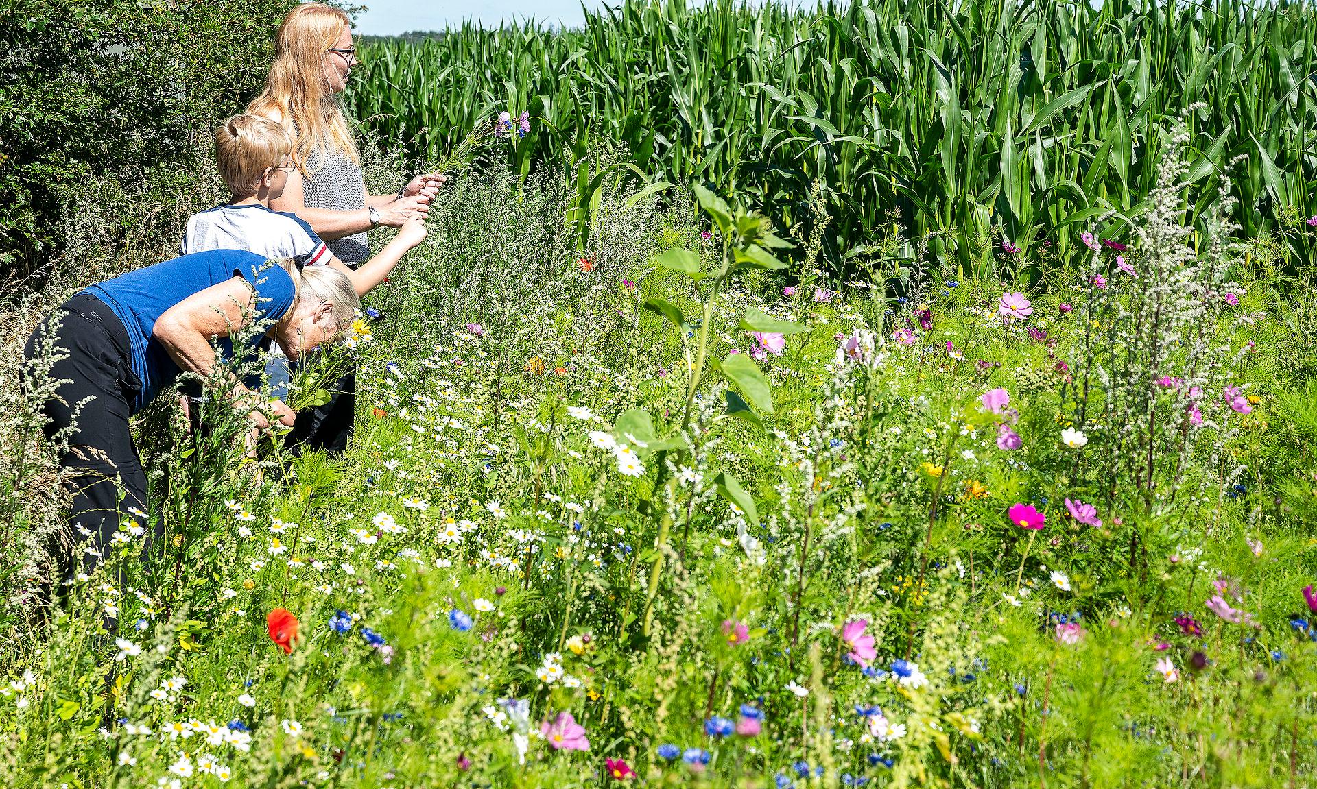 Skøn ser den ud sådan en vild blomstereng, og den summer af liv. Men biodiversitet opstår altså ikke af sig selv, bare man holder op med at slå græsset, skriver direktør for foreningen Vild med Vilje.