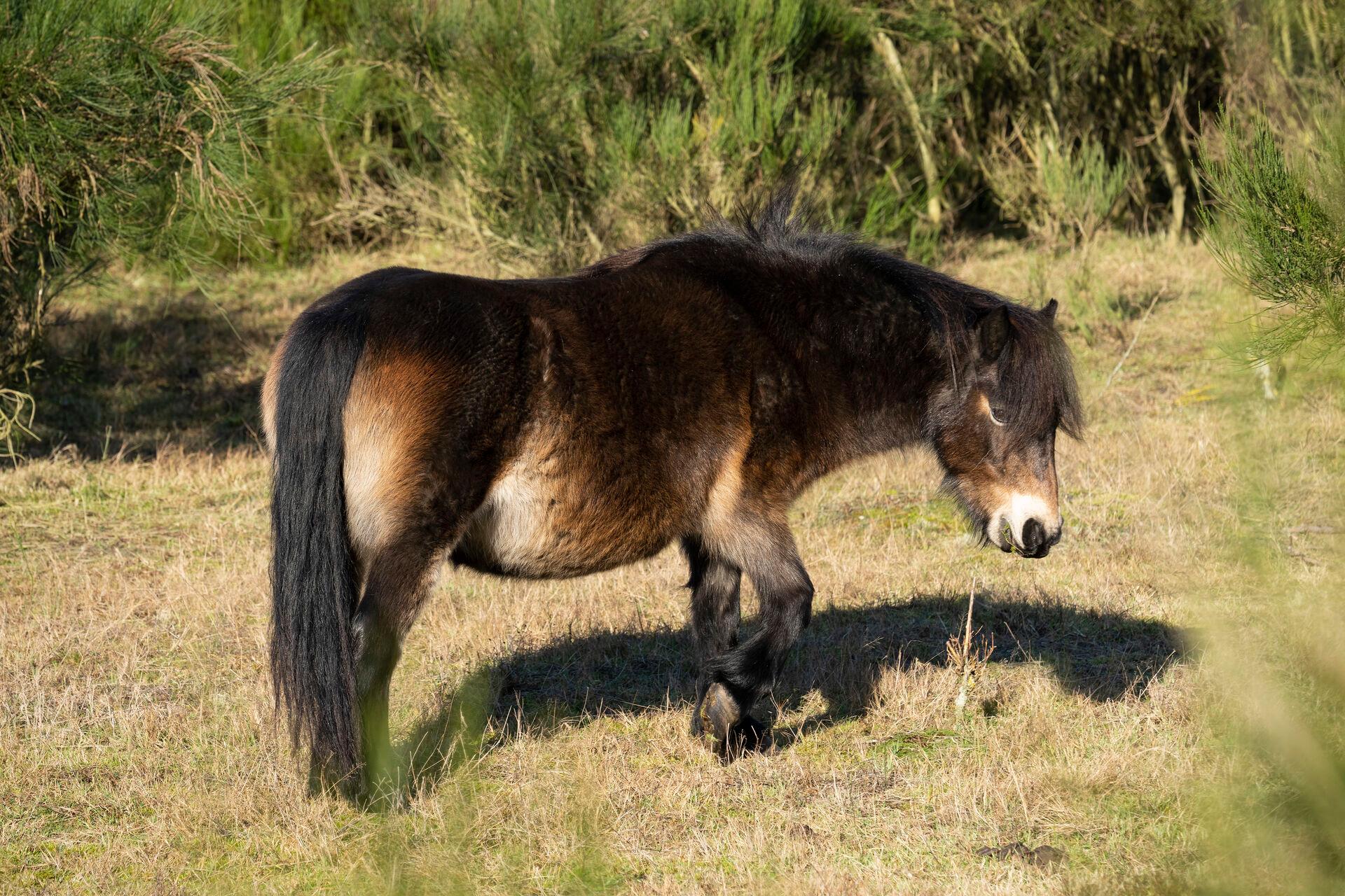   Større græssende pattedyr som denne vilde pony i området omkring Molslaboratoriet i Nationalpark Mols Bjerge er noget af det, der ifølge forskerne skal til for at hjælpe den gispende vilde danske natur. 
