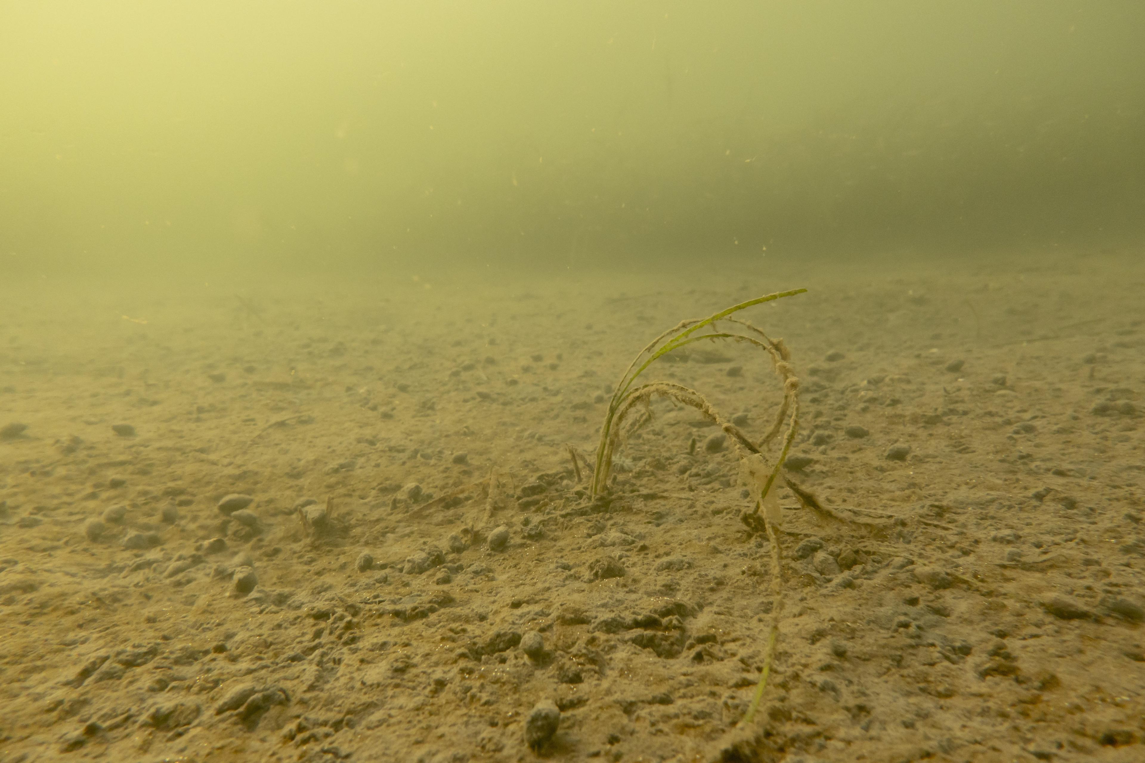 Fotos af nærmest uddøde vandområder uden fisk og vegetation vakte allerede opsigt sidste år. Hvor iltsvindet var det værste i 21 år. Lige nu tegner det allerede tidligt på sæsonen endnu værre i år.