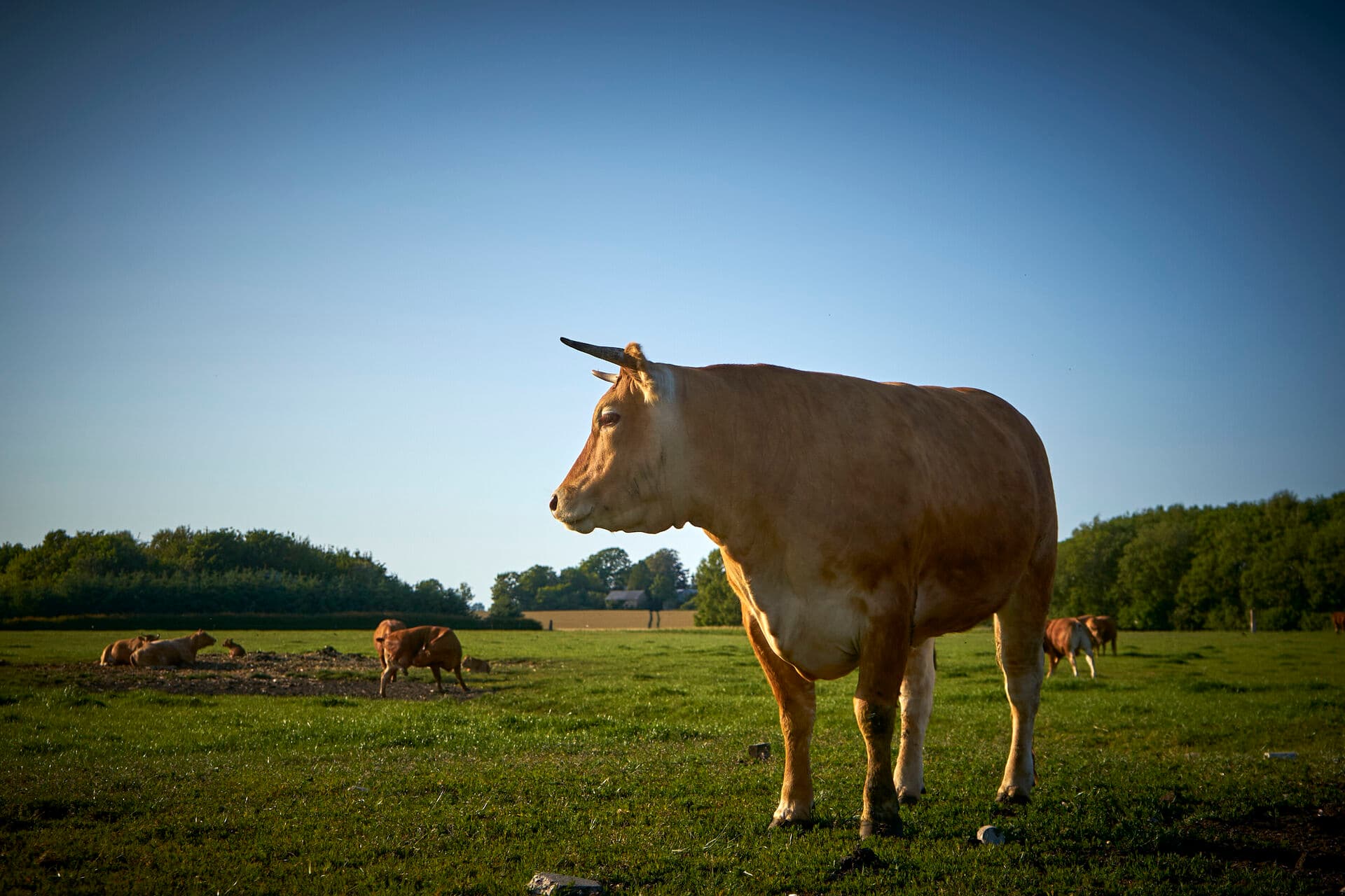 Der er lavere udvaskning af kvælstof fra økoarealer, og der er 30 pct. flere vilde plante- og dyrearter og populationsstørrelserne, der er 50 pct. større. Og så er forbruget af antibiotika langt lavere, fordi dyrene kommer på græs og får masser af frisk luft.